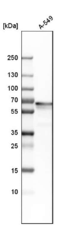 PLBD2 Antibody, Novus Biologicals:Antibodies:Primary Antibodies